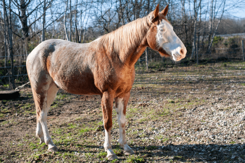 cheval juste paint horse au pré présentation osmose médiation animale