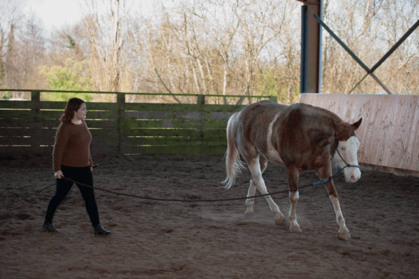 cheval juste paint horse travail en longe en carriere avec celine bescher auto entrepreneuse de la société osmose spécialisée en médiation animale en gironde