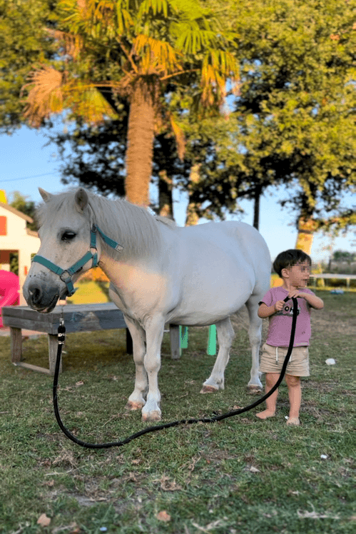 penny poney shetland équithérapie