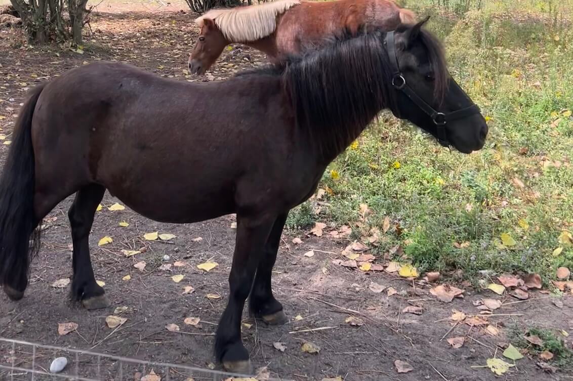 tornado poney shetland noir mediation equine