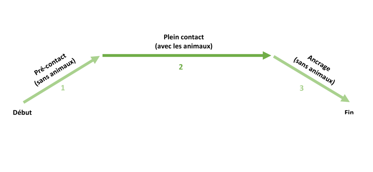 Schéma d'un déroulé de séance de médiation animale ou d'équithérapie
