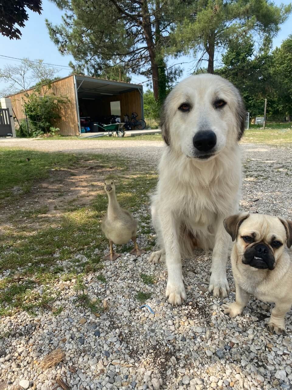 une oie un chien patou et un chien carlin de médiation animale